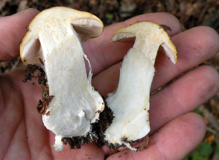 Cortinarius dalle colline reggiane